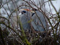 herons beaulieu 160207.JPG