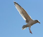 IMG_057Med Gull 3.jpg