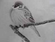 Tree Sparrow sketch.jpg