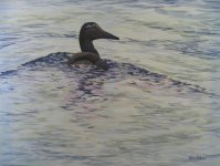 Eider juv. painting.jpg