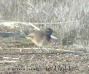 bluethroat birding fuente de piedra.jpg