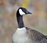 Processed Goose.jpg