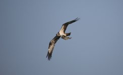 80 Osprey with fish 16.02.16 17.34.jpg