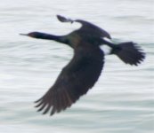 bfpelagiccormorant.jpg