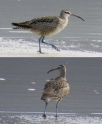 bfwhimbrelorcurlew.jpg