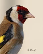 goldfinch portait 01PN lab.jpg