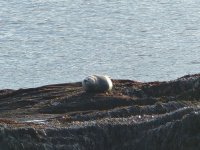 Common Seal resize.jpg