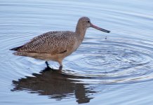 bfwhichgodwit2bartailedormarbled.jpg