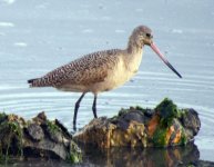 bfwhichgodwit3bartailedormarbled.jpg