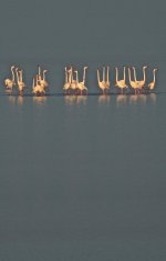 DSC06369 Greater Flamingos @ Po Delta.JPG