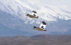 Andean Goose ch 1.jpg