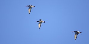 DSC06218 Oystercatcher @ Murano.JPG