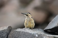 Andean Flicker ch 1.jpg