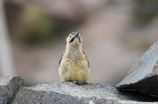 Andean Flicker ch 2.jpg