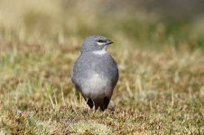 White-winged Diuca-Finch ch 2.jpg