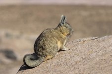 Viscacha ch 1.jpg