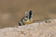 Viscacha ch 2.jpg