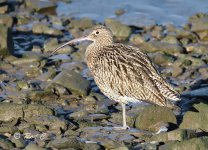 curlew PN lab 01.jpg