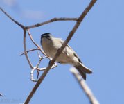 Golden-crowned Kinglet 2-19-2017.jpg