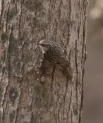 Brown Creeper 2-19-2017.jpg