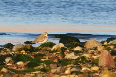 20170403 (1)_Greater_Sand_Plover.JPG