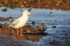 20170403 (3)_Slender-billed_Gull.JPG