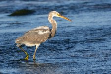 20170403 (9)_Western_Reef_Heron.JPG