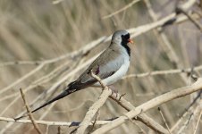 20170403 (12)_Namaqua_Dove.JPG