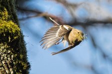 Chaffinch.jpg