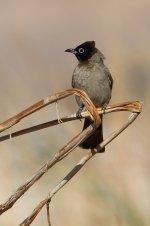 20170403 (14)_White-spectacled_Bulbul.JPG