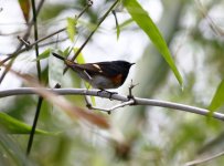 american redstart.JPG