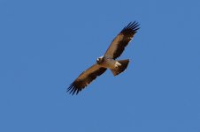 20170403 (17)_Booted_Eagle.JPG