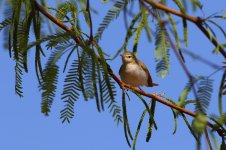 20170403 (20)_Eastern_Bonellis_Warbler.JPG