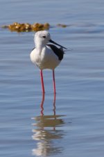 20170403 (22)_Black-winged_Stilt.JPG