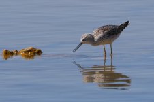 20170403 (23)_Marsh_Sandpiper.JPG