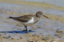 20170403 (30)_Common_Sandpiper.JPG