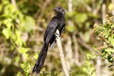 smooth billed ani.JPG