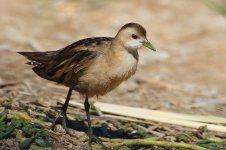 20170403 (32)_Little_Crake.JPG