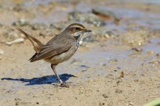 20170403 (33)_Bluethroat.JPG