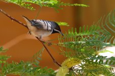 20170403 (40)_Ruppells_Warbler.JPG