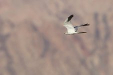 20170403 (51)_Pallid_Harrier.JPG