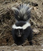 small skunk.jpg