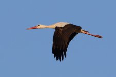 20170403 (58)_White_Stork.JPG