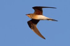 20170403 (66)_Collared_Pratincole.JPG