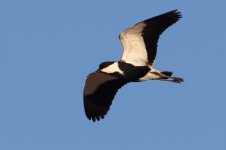 20170403 (68)_Spur-winged_Plover.JPG