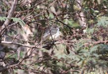 Brown-crested-Flycatcher.jpg