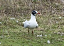 Mediterranian Gull small.jpg