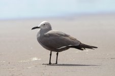 Grey Gull ch 2.jpg