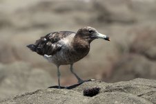 Band-tailed Gull ch 2.jpg