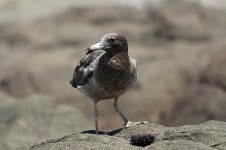 Band-tailed Gull ch 3.jpg